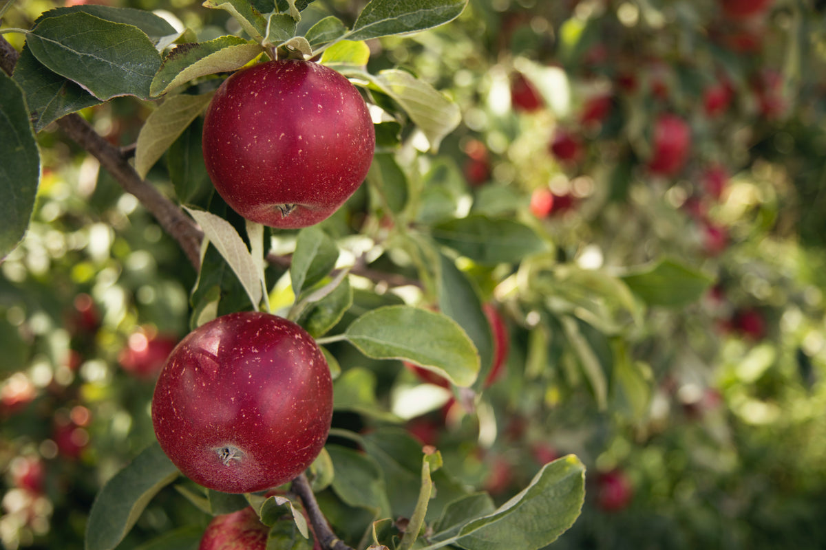 POMI FRUCTIFERI