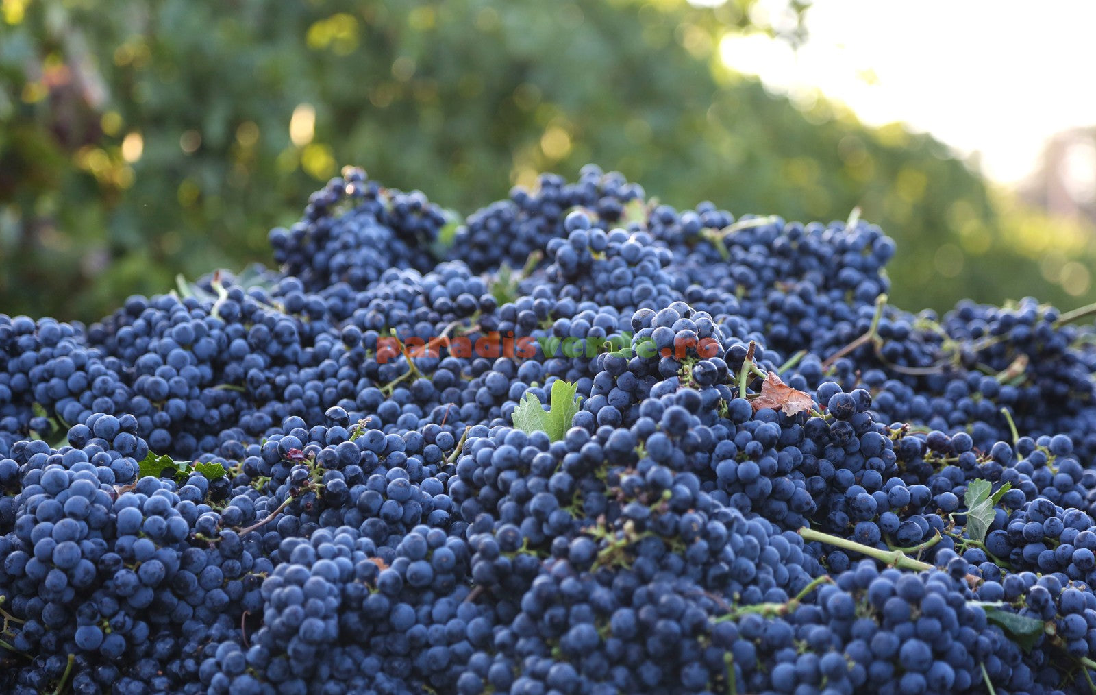 BUTAS MERLOT