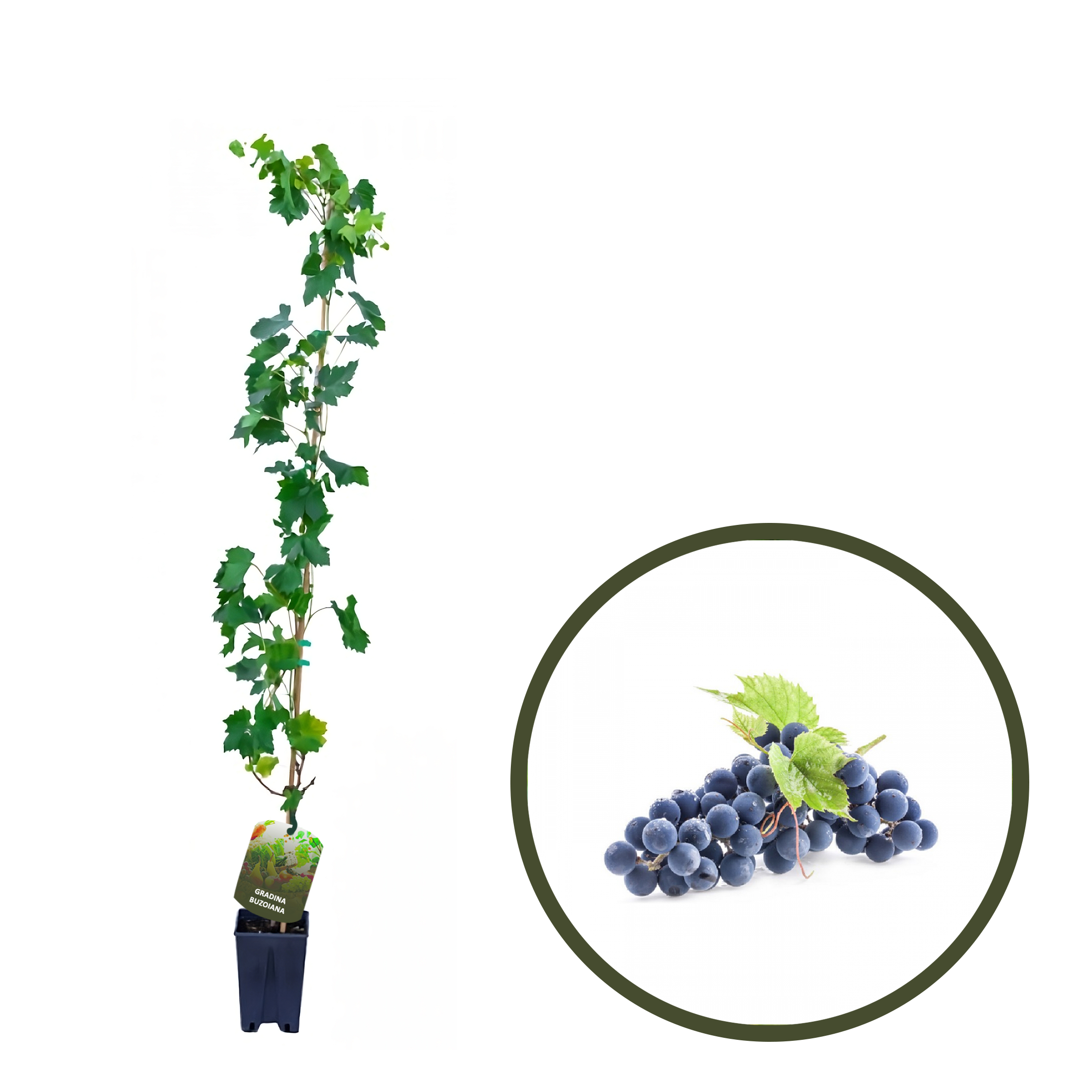 BUTAS MERLOT