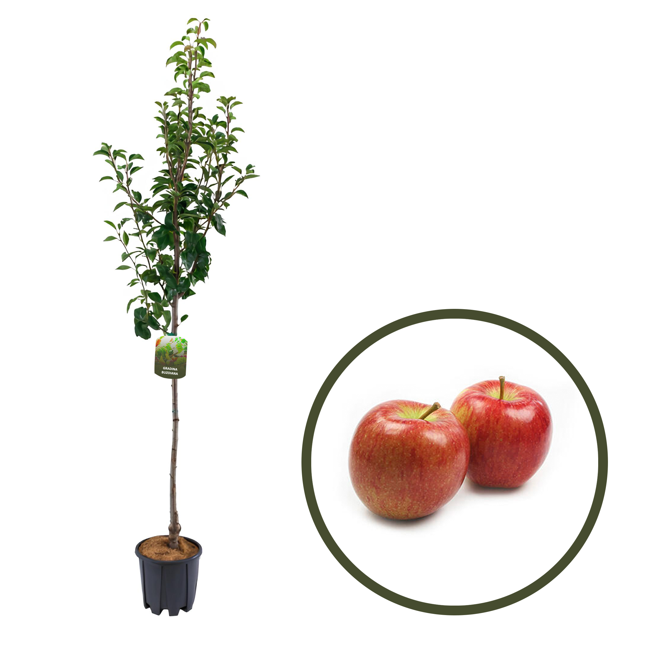 MAR BRAEBURN