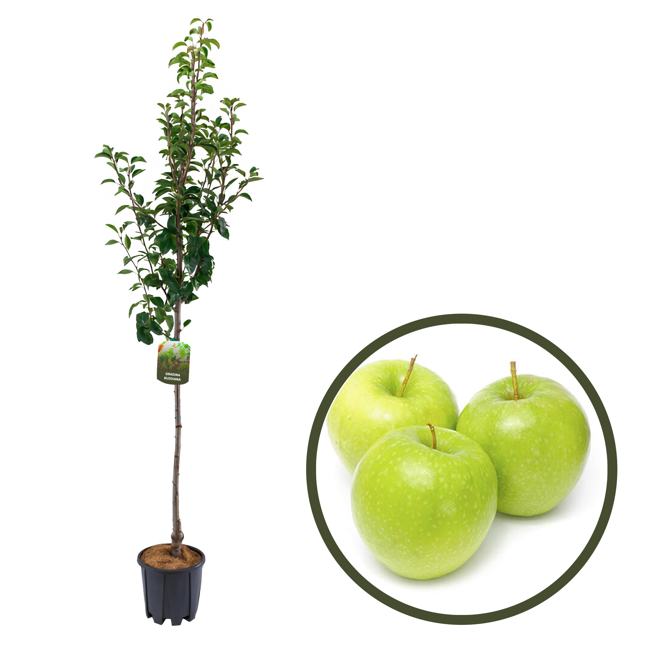 MAR GRANNY SMITH