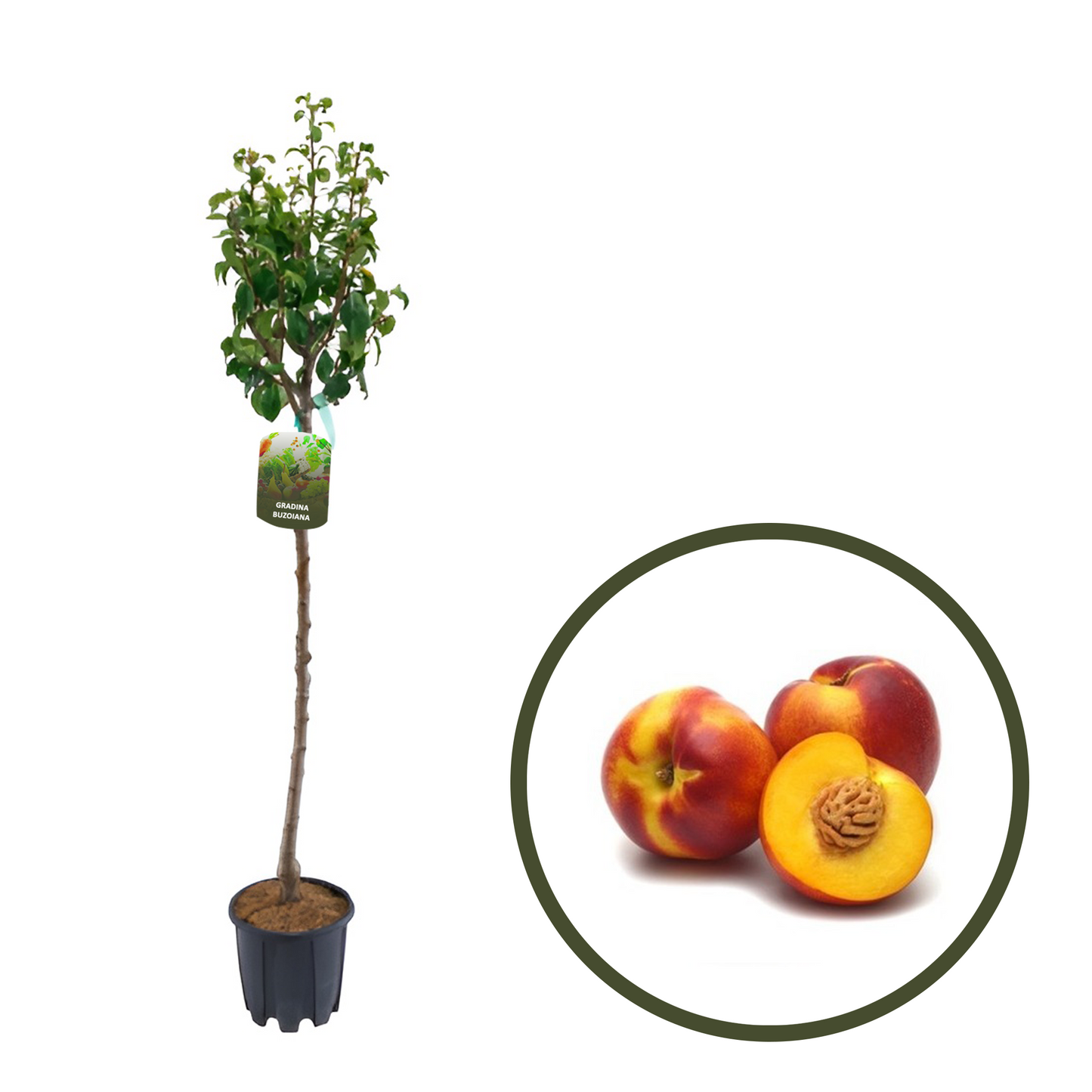 NECTARIN CORA