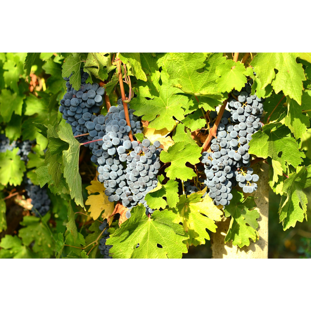 BUTAS CABERNET