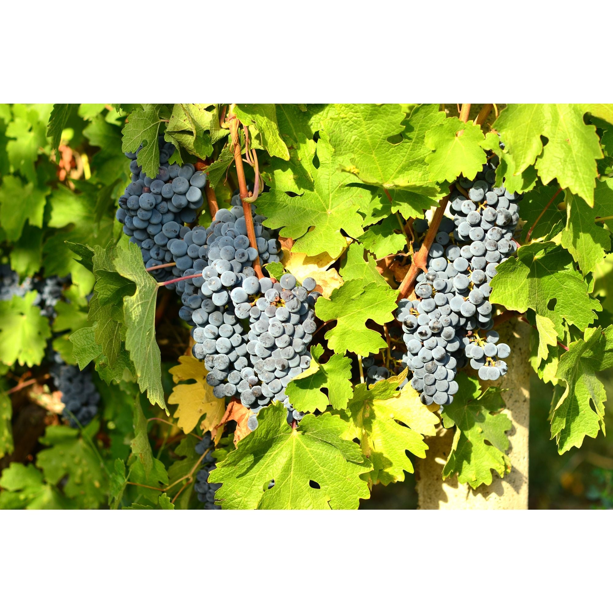 BUTAS CABERNET