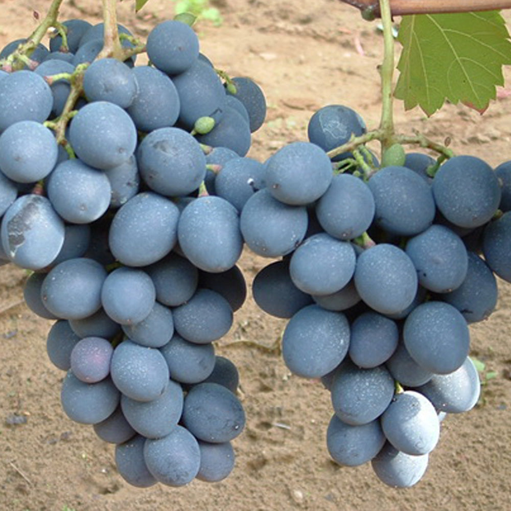 BUTAS COARNA NEAGRA