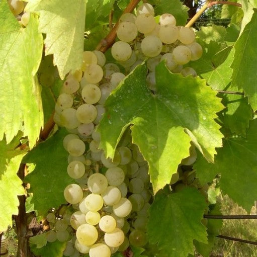 BUTAS FETEASCA ALBA
