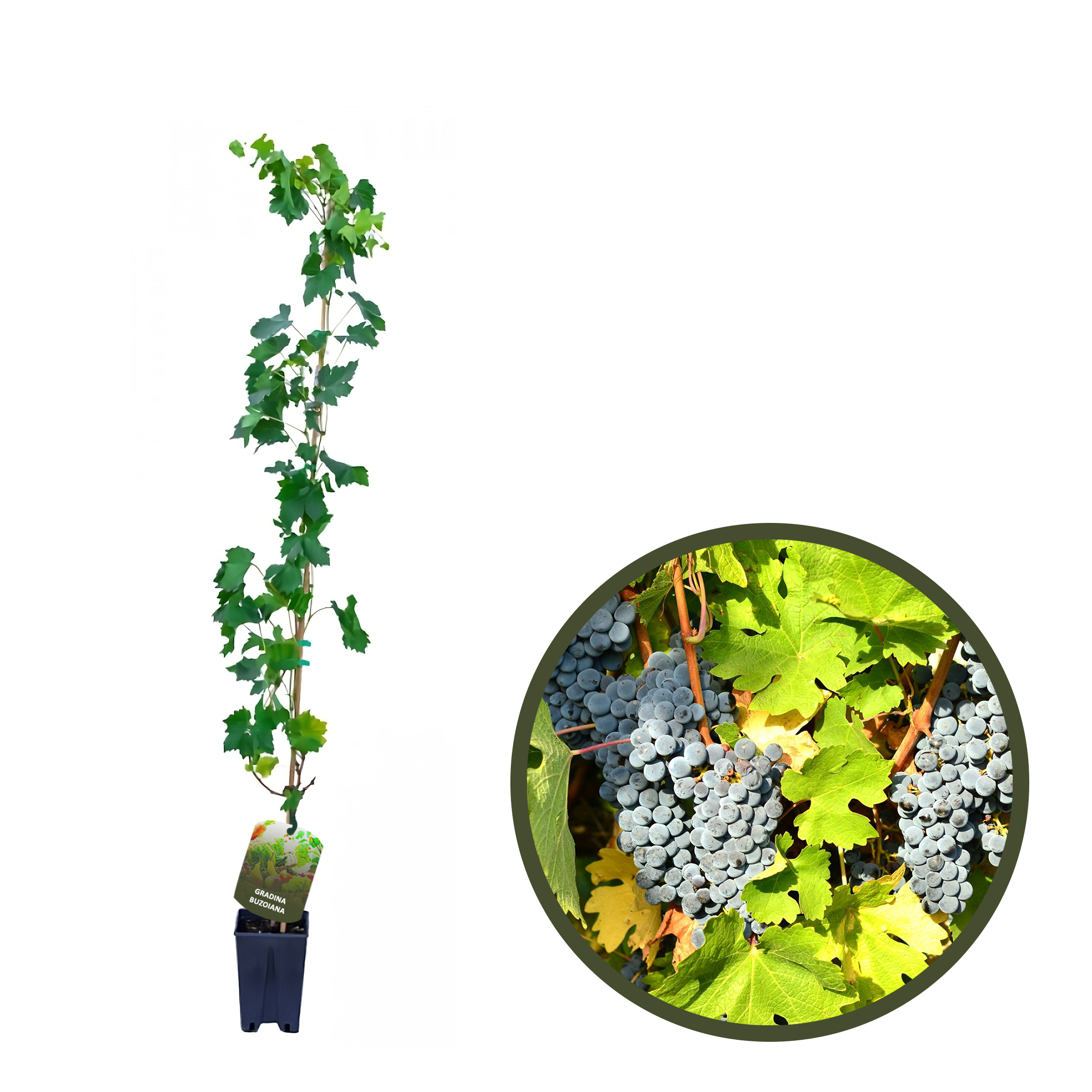 BUTAS CABERNET