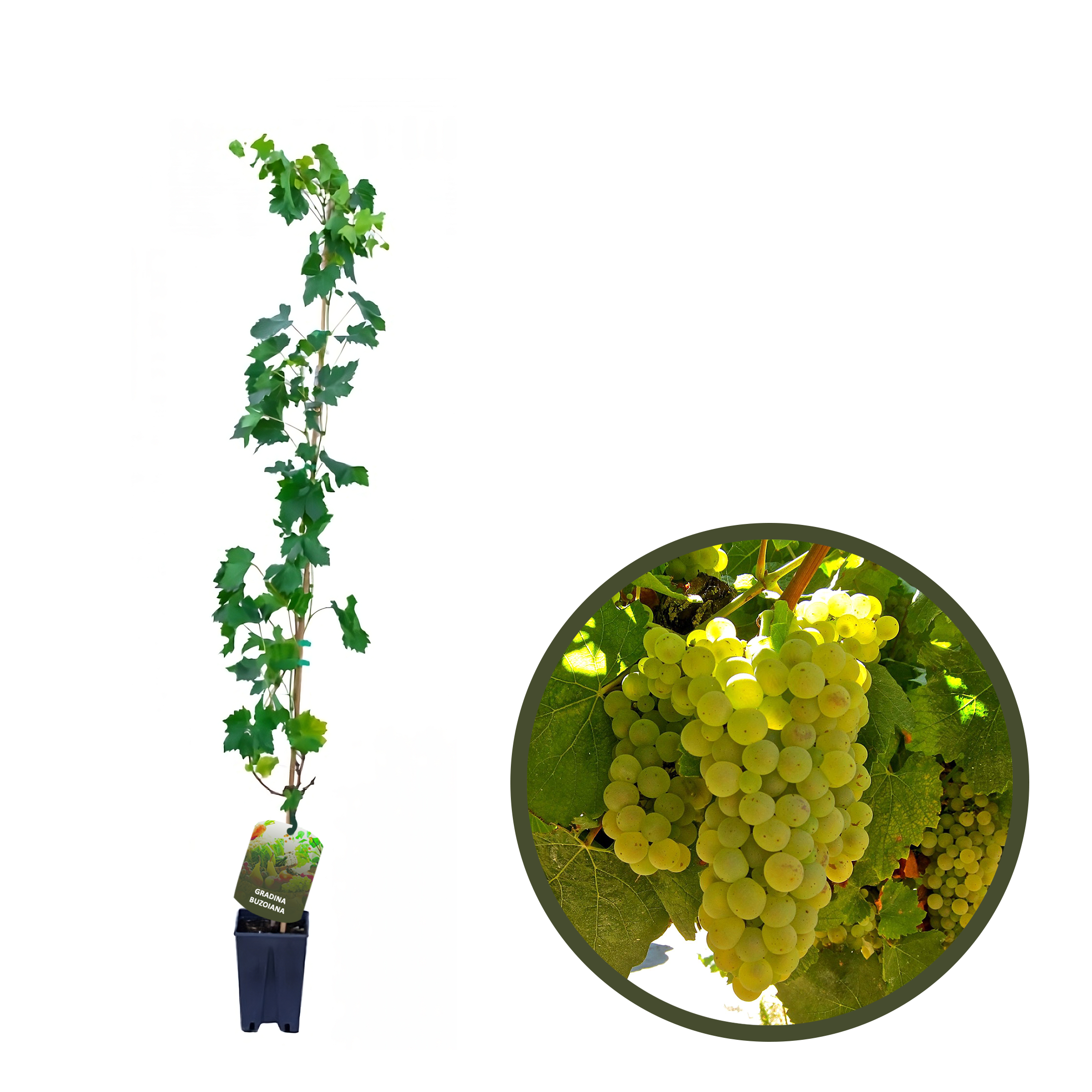 BUTAS CHARDONNAY
