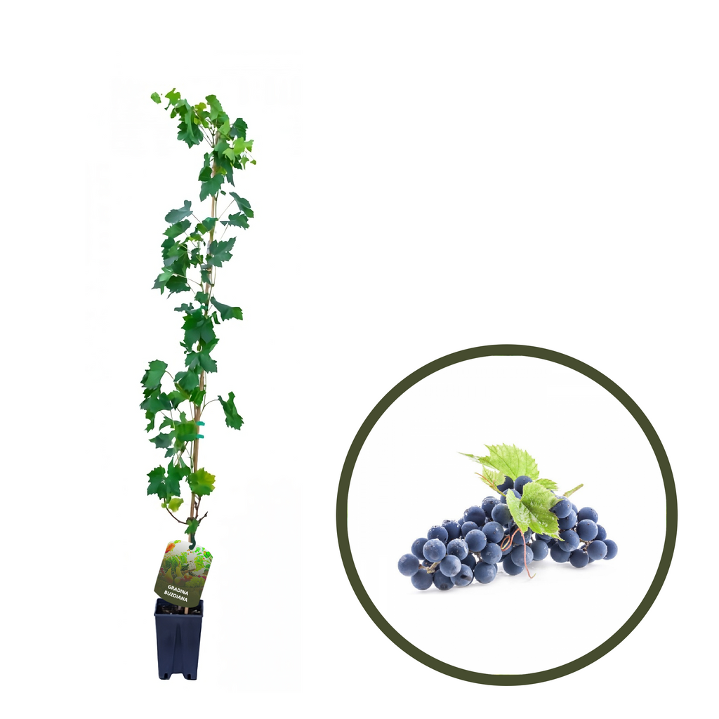 BUTAS MERLOT