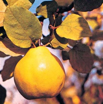 GUTUI AURIU