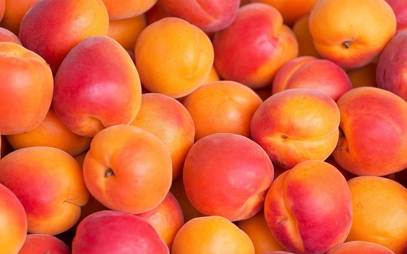 CAIS ORANGE RED